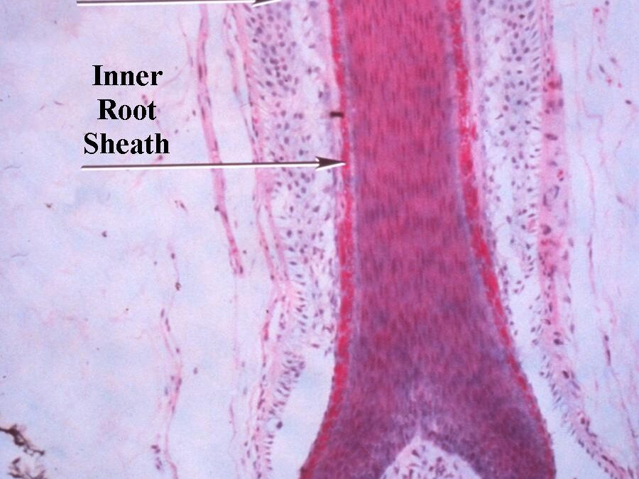 Hair Anatomy:  Love is in the Hair…